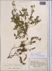 Sibbaldianthe bifurca subsp. orientalis (Juz.) Kurtto & T. Erikss., Middle Asia, Northern & Central Tian Shan (M4) (Kyrgyzstan)