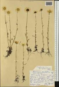 Tripleurospermum hookeri Sch. Bip., Siberia, Yakutia (S5) (Russia)