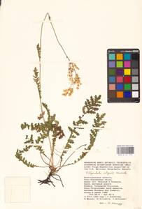 Filipendula vulgaris Moench, Eastern Europe, Lower Volga region (E9) (Russia)