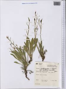 Parrya nudicaulis (L.) Regel, America (AMER) (Canada)