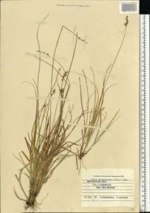 Carex brunnescens (Pers.) Poir., Eastern Europe, Northern region (E1) (Russia)