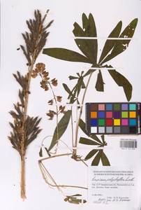 Lupinus polyphyllus Lindl., Eastern Europe, West Ukrainian region (E13) (Ukraine)