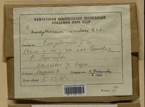 Brachythecium rivulare Schimp., Bryophytes, Bryophytes - Chukotka & Kamchatka (B21) (Russia)