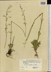 Silene chlorantha (Willd.) Ehrh., Eastern Europe, Belarus (E3a) (Belarus)