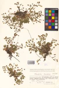Potentilla humifusa Willd. ex D. F. K. Schltdl., Eastern Europe, Lower Volga region (E9) (Russia)