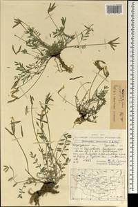Astragalus stenoceras C.A. Mey., Mongolia (MONG) (Mongolia)