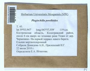 Plagiochila porelloides (Torr. ex Nees) Lindenb., Bryophytes, Bryophytes - Middle Russia (B6) (Russia)