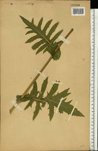 Cirsium oleraceum (L.) Scop., Eastern Europe, Central forest-and-steppe region (E6) (Russia)