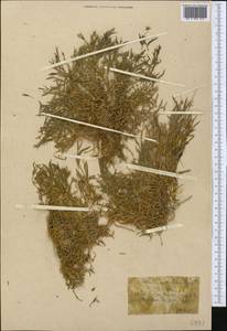 Stellaria brachypetala Bunge, Middle Asia, Northern & Central Tian Shan (M4) (Kazakhstan)