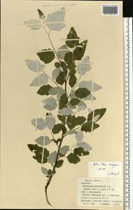 Populus alba L., Eastern Europe, Middle Volga region (E8) (Russia)