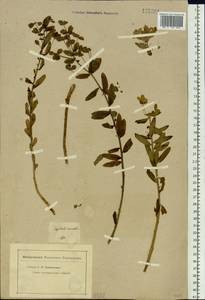Euphorbia macrorhiza C.A.Mey. ex Ledeb., Siberia, Altai & Sayany Mountains (S2) (Russia)
