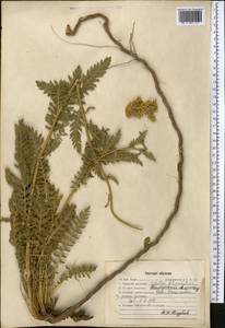 Achillea filipendulina Lam., Middle Asia, Western Tian Shan & Karatau (M3) (Kazakhstan)