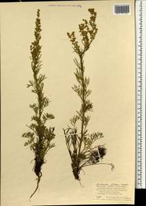 Artemisia dolosa Krasch., Mongolia (MONG) (Mongolia)