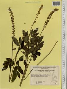 Actaea simplex (DC.) Wormsk. ex Fisch. & C. A. Mey., Siberia, Russian Far East (S6) (Russia)