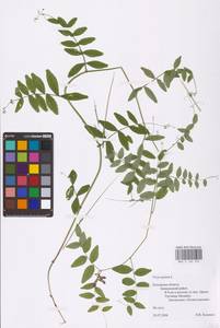 Vicia sepium L., Eastern Europe, North-Western region (E2) (Russia)