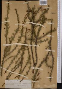Caragana aurantiaca Koehne, Middle Asia, Northern & Central Tian Shan (M4) (Kazakhstan)