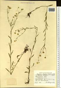 Erigeron strigosus Muhl. ex Willd., Siberia, Russian Far East (S6) (Russia)