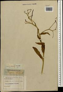 Hesperis tristis L., Caucasus (no precise locality) (K0)