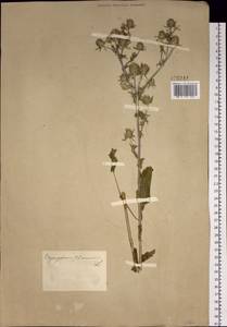 Eryngium planum L., Siberia, Altai & Sayany Mountains (S2) (Russia)