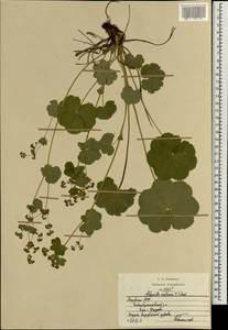 Alchemilla ventiana V. N. Tikhom., Eastern Europe, Middle Volga region (E8) (Russia)