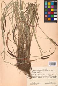 Carex acuta L., Eastern Europe, Moscow region (E4a) (Russia)