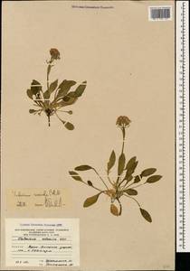 Valeriana saxicola C. A. Mey., Caucasus, South Ossetia (K4b) (South Ossetia)