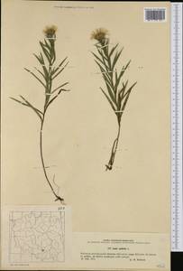 Pentanema ensifolium (L.) D. Gut. Larr., Santos-Vicente, Anderb., E. Rico & M. M. Mart. Ort., Western Europe (EUR) (Poland)