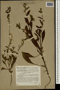 Lycopsis aegyptiaca L., South Asia, South Asia (Asia outside ex-Soviet states and Mongolia) (ASIA) (Israel)