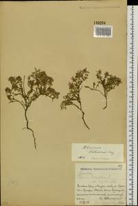 Thymus dahuricus Serg., Siberia, Russian Far East (S6) (Russia)