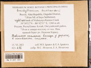 Brachythecium buchananii (Hook.) A. Jaeger, Bryophytes, Bryophytes - Western Siberia (including Altai) (B15) (Russia)