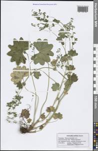 Alchemilla lindbergiana Juz., Eastern Europe, Middle Volga region (E8) (Russia)