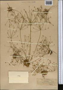 Androsace fedtschenkoi Ovcz., Middle Asia, Northern & Central Tian Shan (M4) (Kazakhstan)