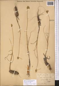 Allium dshungaricum Vved., Middle Asia, Dzungarian Alatau & Tarbagatai (M5) (Kazakhstan)