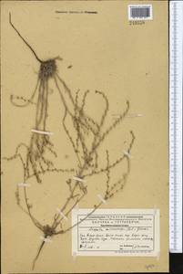 Lappula microcarpa (Ledeb.) Gürke, Middle Asia, Western Tian Shan & Karatau (M3) (Kazakhstan)