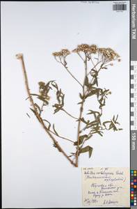 Achillea salicifolia subsp. salicifolia, Eastern Europe, Central region (E4) (Russia)