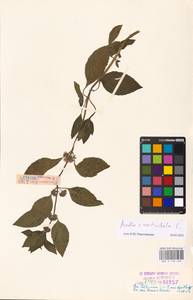 MHA 0 158 469, Mentha × verticillata L., Eastern Europe, Estonia (E2c) (Estonia)