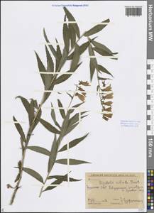 Digitalis ciliata Trautv., Caucasus, Stavropol Krai, Karachay-Cherkessia & Kabardino-Balkaria (K1b) (Russia)