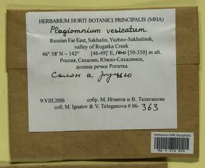 Plagiomnium vesicatum (Besch.) T.J. Kop., Bryophytes, Bryophytes - Russian Far East (excl. Chukotka & Kamchatka) (B20) (Russia)