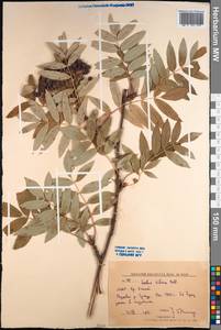 Sorbus aucuparia subsp. glabrata (Wimm. & Grab.) Hedl., Mongolia (MONG) (Mongolia)