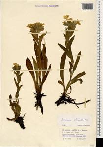 Huynhia pulchra (Willd. ex Roem. & Schult.) Greuter & Burdet, Caucasus, Krasnodar Krai & Adygea (K1a) (Russia)