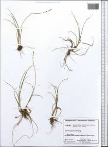 Carex lapponica O.Lang, Siberia, Central Siberia (S3) (Russia)