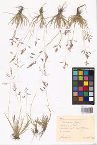 Poa, Siberia, Western Siberia (S1) (Russia)
