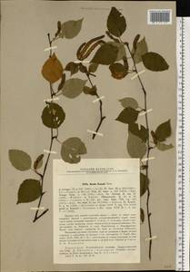 Betula ermanii Cham., Eastern Europe, North-Western region (E2) (Russia)