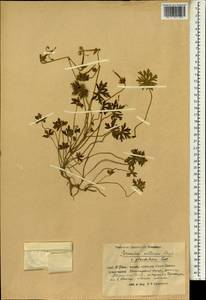 Geranium collinum Stephan ex Willd., South Asia, South Asia (Asia outside ex-Soviet states and Mongolia) (ASIA) (China)