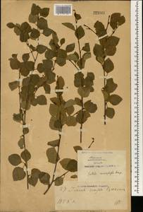 Betula microphylla Bunge, South Asia, South Asia (Asia outside ex-Soviet states and Mongolia) (ASIA) (China)