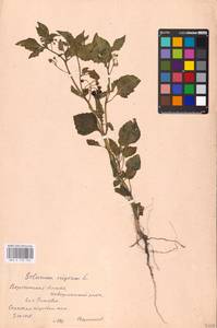 MHA 0 158 763, Solanum nigrum L., Eastern Europe, Central forest-and-steppe region (E6) (Russia)