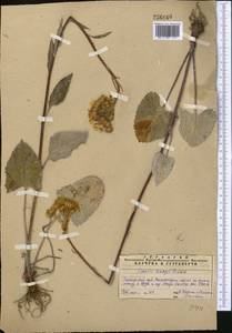 Vickifunkia thomsonii (C. B. Clarke) C. Ren, L. Wang, I. D. Illar. & Q. E. Yang, Middle Asia, Pamir & Pamiro-Alai (M2)
