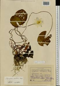 Nymphaea candida C.Presl, Eastern Europe, Belarus (E3a) (Belarus)