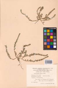 Polycnemum majus A. Braun, Eastern Europe, Eastern region (E10) (Russia)