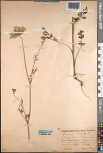 Daucus carota L., Caucasus, Abkhazia (K4a) (Abkhazia)